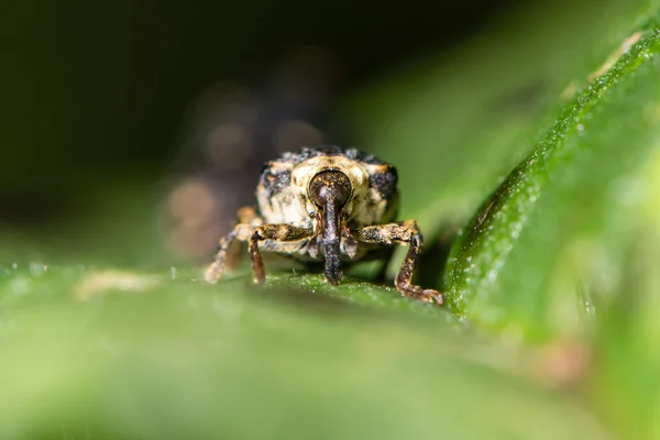 Figwort weevil (Cionus scrophulariae) en la cabeza de la planta alimenticia en — Foto de Stock