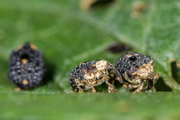 Figwort weevils (Cionus scrophulariae) em plantas alimentícias — Fotografia de Stock