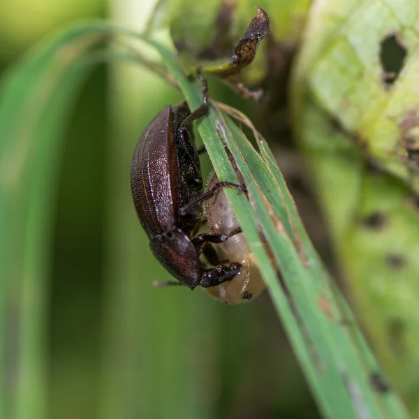 Black snail beetle (Silpha atrata) brown form with prey — Stock Photo, Image