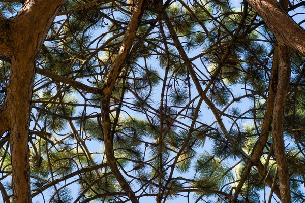 Pin sylvestre (Pinus sylvestris) branches de la canopée par en bas — Photo