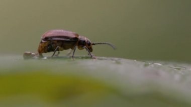 Kartopu böcekleri (Pyrrhalta viburni) gravid kadın ve erkek