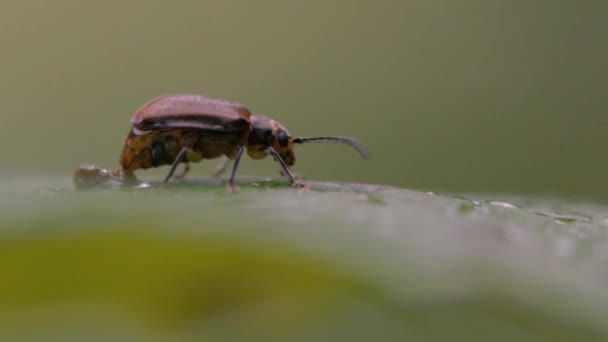 Coléoptères Viburnum (Pyrrhalta viburni) femelles et mâles gravides 
