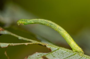 Currant pug (Eupithecia assimilata) moth caterpillar clipart