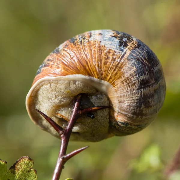 Садовий равлик (Cornu aspesum) просякнутий шипом — стокове фото