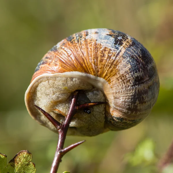 Σαλιγκάρι των κήπων (Cornu aspersum) impaled στο αγκάθι — Φωτογραφία Αρχείου