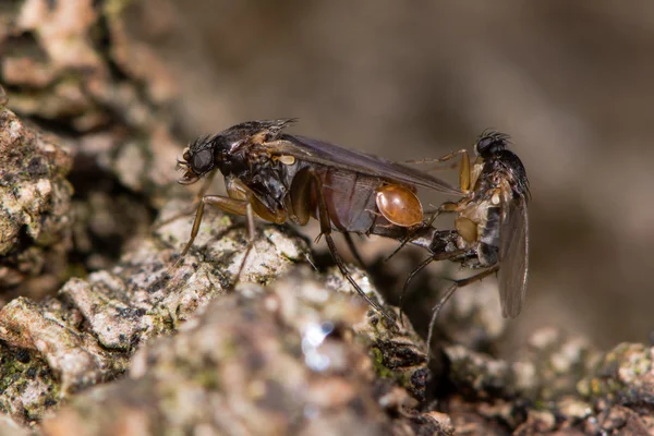 Mating flies showing detail of exposed genitalia — Stock Photo, Image