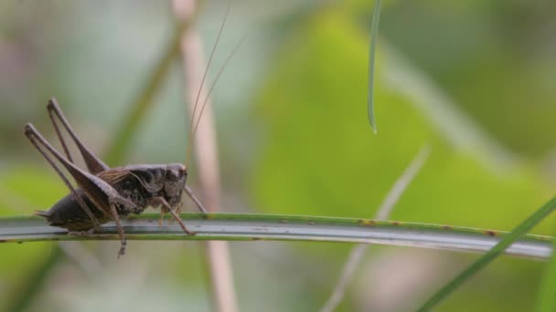 Karanlık bush kriket (Pholidoptera griseoaptera) erkek — Stok video