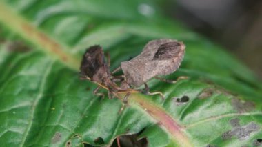 Yaprağına besleme dock böcek (Coreus marginatus)