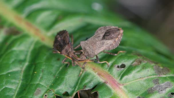 Кормовые жуки (Coreus marginatus) питаются листьями — стоковое видео