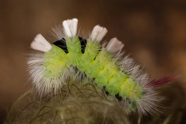 Caterpillar halvány tussock lepke (calliteara pudibunda) — Stock Fotó