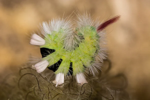 Bledě tussock moth (Calliteara pudibunda) housenka stočený — Stock fotografie