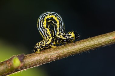 Bulutlu magpie güve (Abraxas sylvata) caterpillar