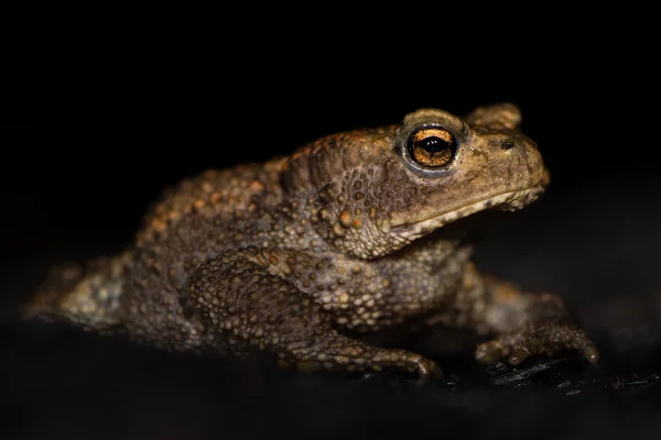 Juvenil vanlig padda (Bufo bufo) mot svart bakgrund — Stockfoto