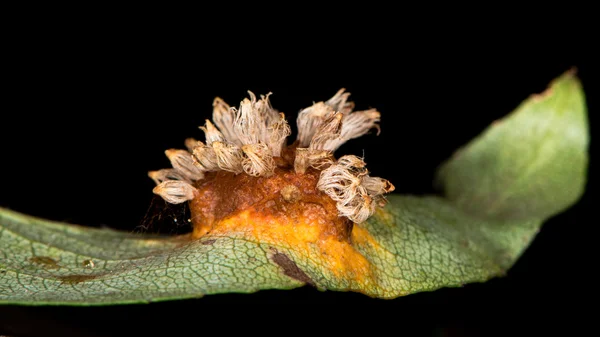 Желчь из листьев груши, вызванная Gymnosporangium sabinae — стоковое фото