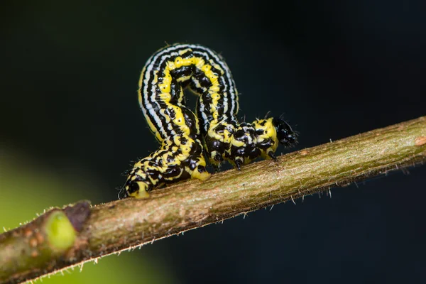 Bulutlu magpie güve (Abraxas sylvata) caterpillar — Stok fotoğraf