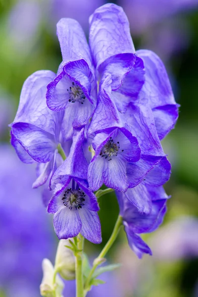 Monk'un hood "Arendsii", Aconitum carmichaelii arendsii — Stok fotoğraf