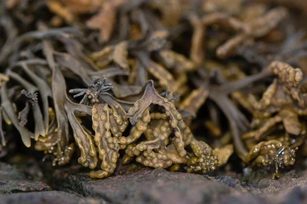 チャネリング破壊 (Pelvetia 登) 海藻 — ストック写真
