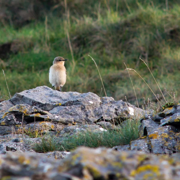 Wheatear (Oenanthe oenanthe) ave en la costa para migrar, la cabeza en — Foto de Stock