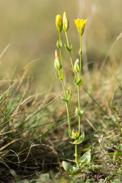 Yellow-wort (Blackstonia perfoliata) plant in flower — Stock Photo, Image