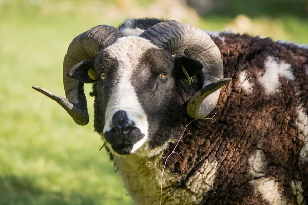 Két szarv a törzskönyv Jacob juh ram fej — Stock Fotó