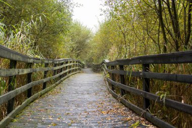 Shapwick Heath tabiatı ahşap yolu kaldırdı