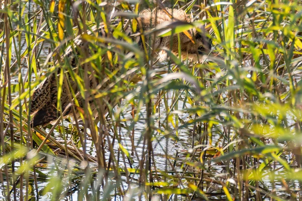 Bittern (Botaurus stellaris) among reeds — стоковое фото