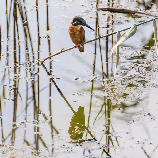 Kingfisher (Alcedo atthis) sentado en la caña, con reflexión — Foto de Stock