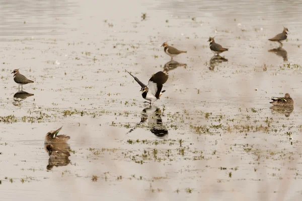 Lapwing (Vanellus vanellus) atterrissant parmi les troupeaux sur l'eau — Photo