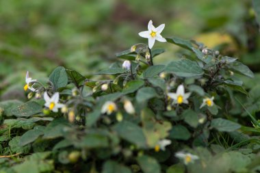 Avrupa siyah itüzümü (Solanum nigrum) çiçek