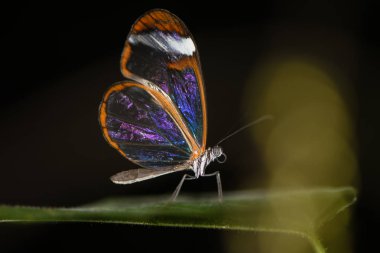 Glasswinged kelebek (Greta oto) ventral görünümü