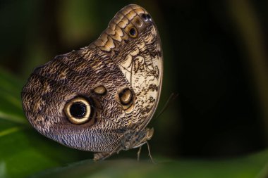 Dev baykuş kelebek (Caligo memnon)