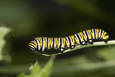 Monarch kelebek (Danaus plexippus) caterpillar