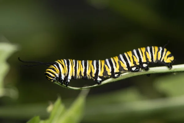 Monarch kelebek (Danaus plexippus) caterpillar