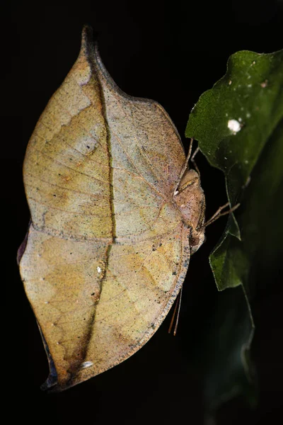 Onderzijde van de Indiase blad vlinder (Kallima paralekta) — Stockfoto