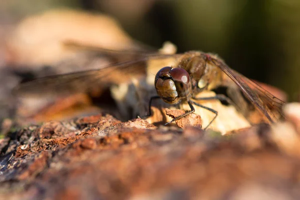 Ortak Pasifik'ten oğlan (Sympetrum striolatum) erkek — Stok fotoğraf