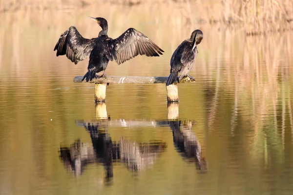 Cormorán (Phalacrocorax carbo) sosteniendo las alas para secar — Foto de Stock