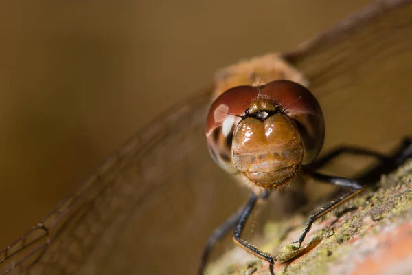 Ortak Pasifik'ten oğlan (Sympetrum striolatum) erkek bileşik gözler ve frons — Stok fotoğraf