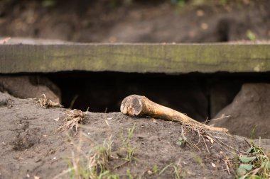 Human bone in graveyard, unearthed by badgers clipart