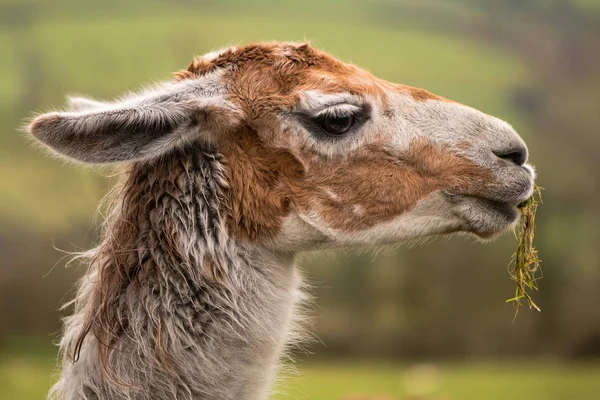 Llama cabeça com grama pendurada na boca — Fotografia de Stock