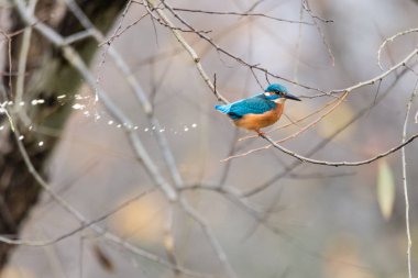 Ağacında sıçmayı yalıçapkını (Alcedo şuna)