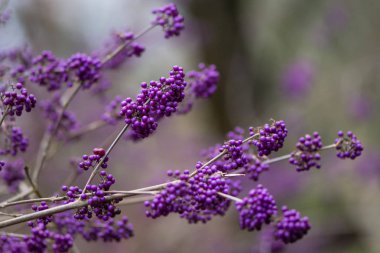 Bodinier'ın beautyberry (Callicarpa bodinieri var. Giraldii) berry