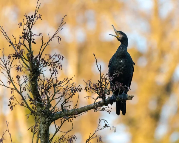 Cormorão (Phalacrocorax carbo) com bico aberto — Fotografia de Stock