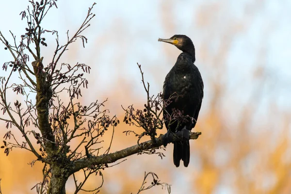 Cormoran (Phalacrocorax carbo) assis dans l'arbre — Photo