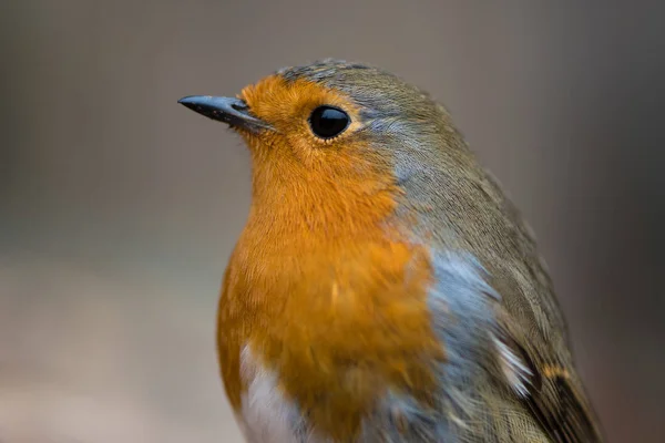 Robin (Erithacus rubecula) primer plano de la cabeza y el pecho — Foto de Stock