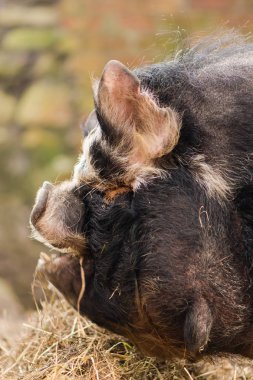 Kunekune domuz kamış ile başkanı