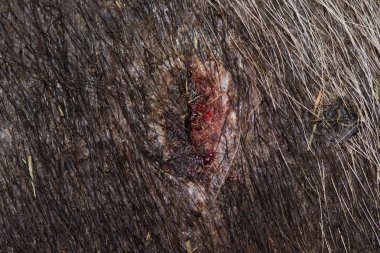 Domuz üzerinden mücadele deride yara