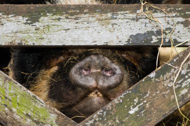 Burun ve ağız kunekune domuz