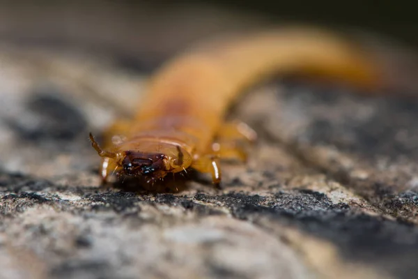 Pyrochroa coccinea Červenáček ohnivý larva s tykadly aktivována — Stock fotografie