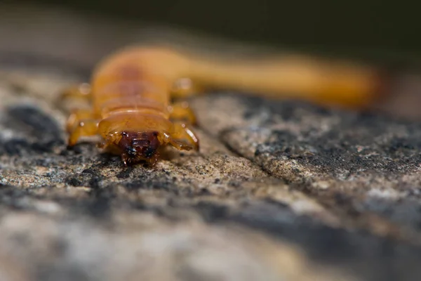 Pyrochroa coccinea καρδινάλιος σκαθάρι προνυμφών κεφάλι — Φωτογραφία Αρχείου