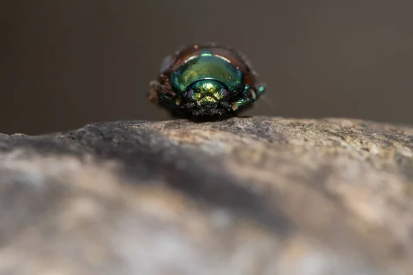 Chrysolina polita hoja escarabajo cabeza en — Foto de Stock